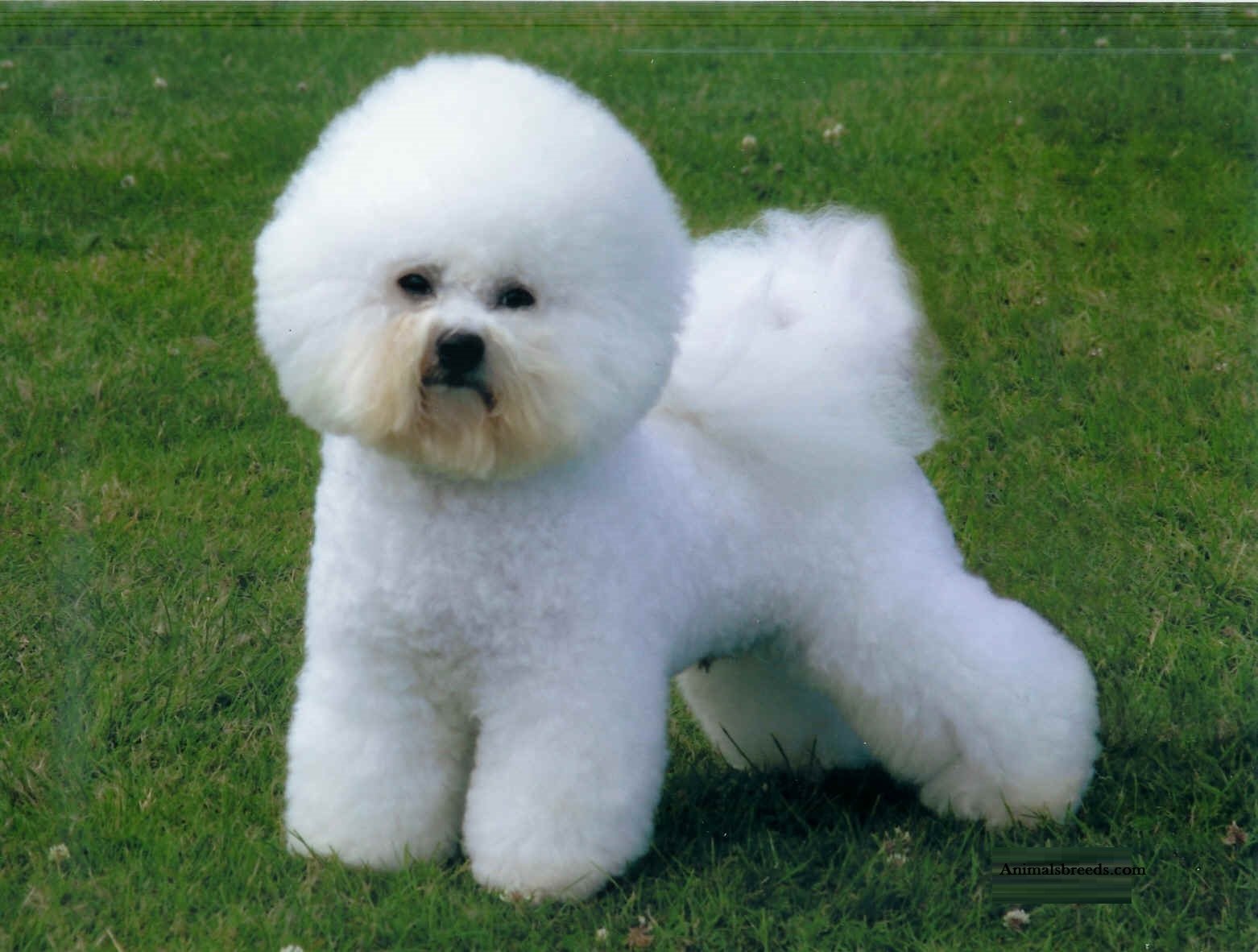 bichon frise