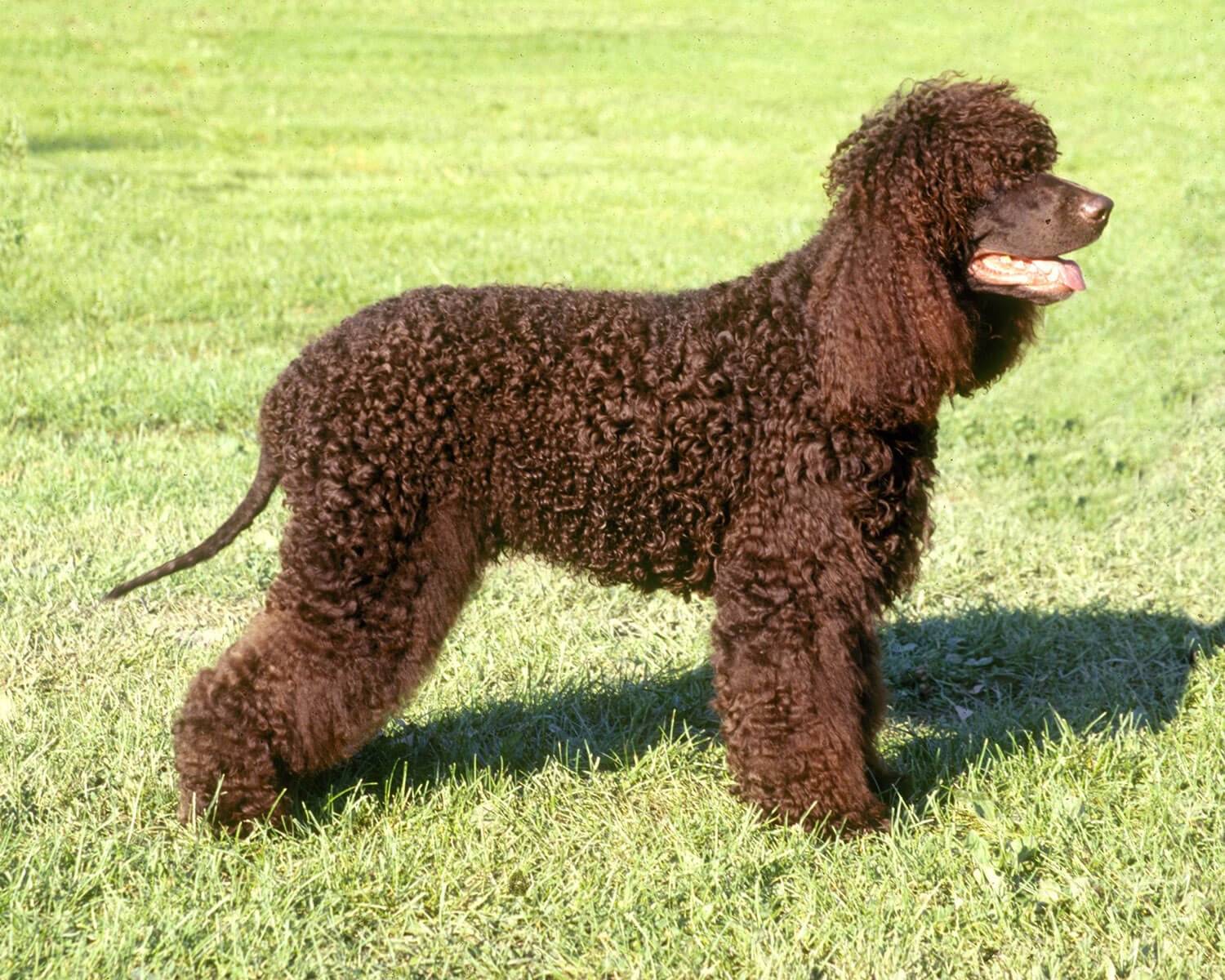irish water spaniel