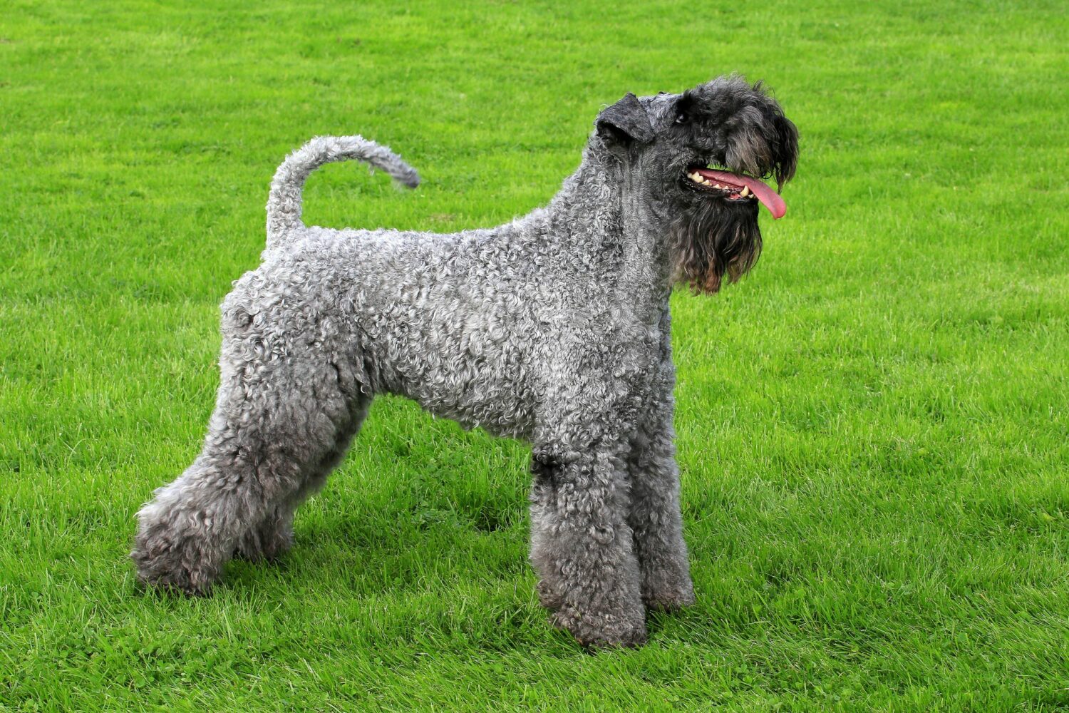 kerry blue terrier
