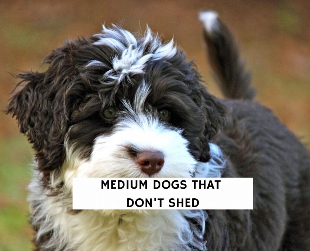 img/looking-for-a-dog-that-doesnt-shed-much-these-medium-breeds-are-perfect.webp