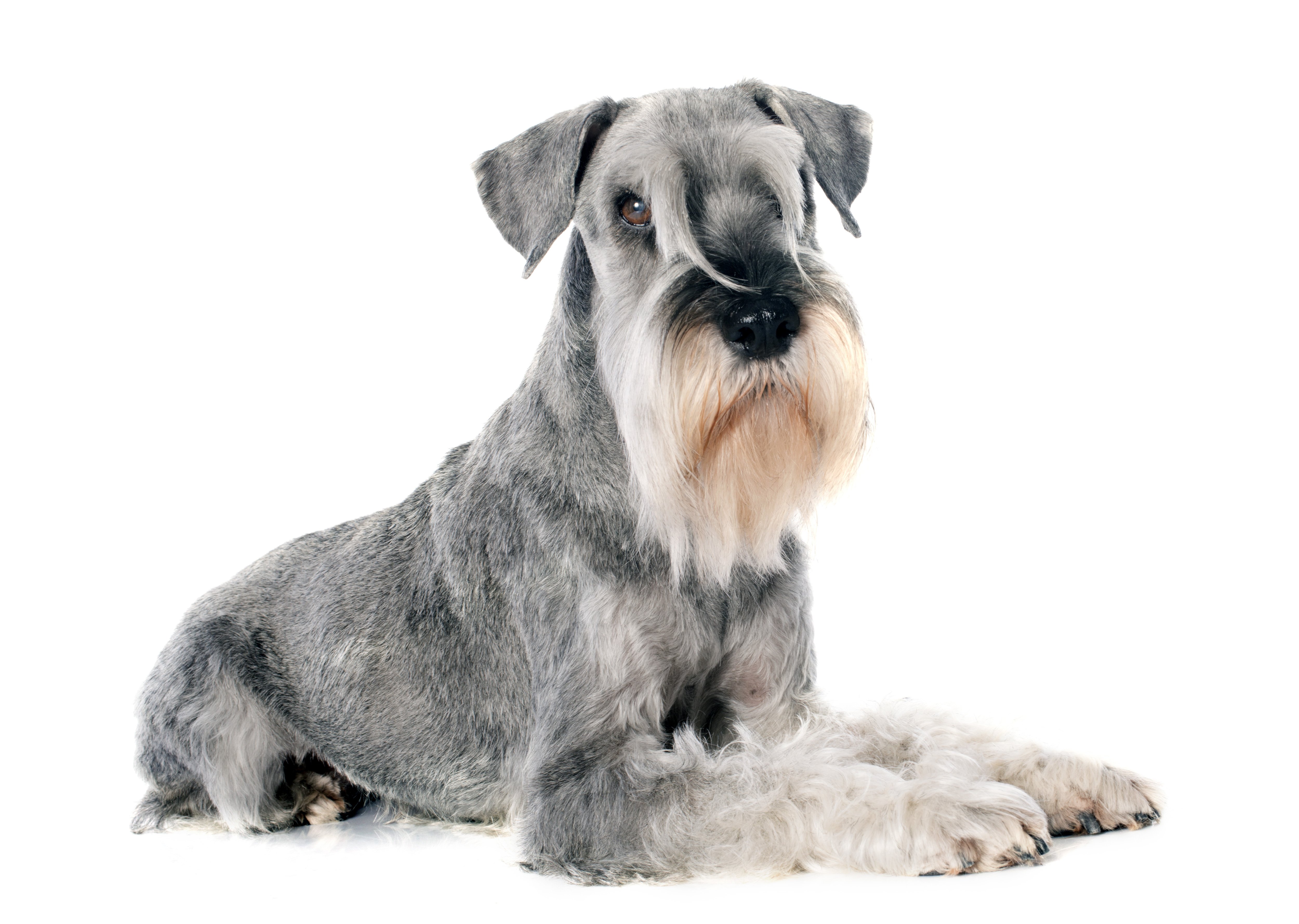 schnauzer