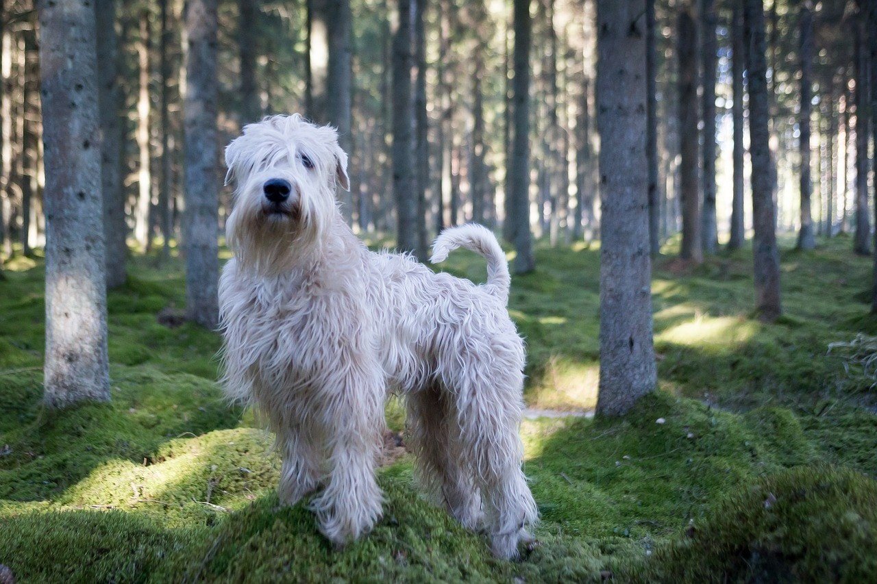 soft coated wheaten terrier